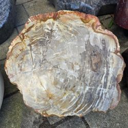 versteinertes Holz
